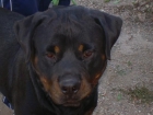 CAMADA DE ROTTWEILER - mejor precio | unprecio.es