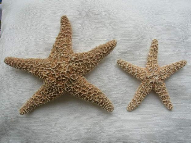 ESTRELLAS DE MAR NATURALES DISECADAS MEXICO