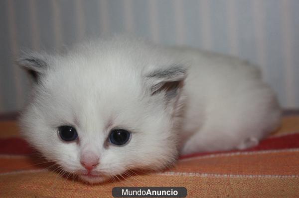 Gatitos Ragdoll con pedigree - Pequeño criadero familiar