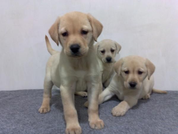 labradores retriever amarillos