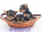 Maravillosos cachorros de Yorkshire Terrier.- Granada - mejor precio | unprecio.es