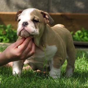 Un lindo cachorro bulldog INGLES GRATIS