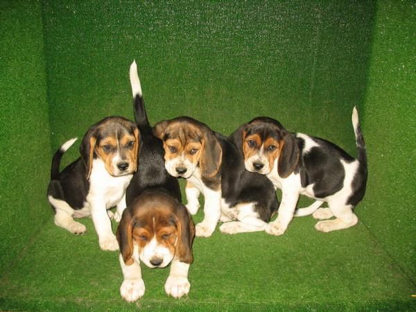 BEAGLES 240   preciosos