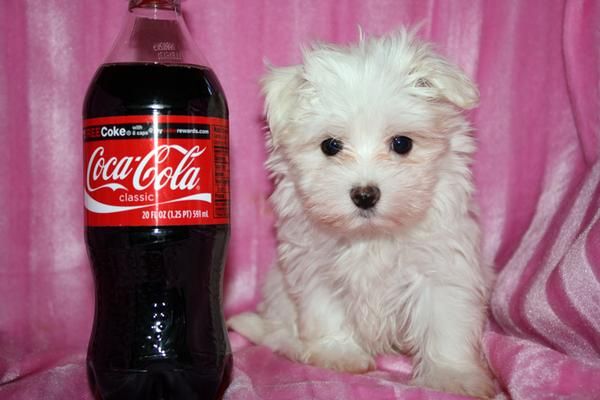 cachorro hembra maltés de color blanco para la Navidad