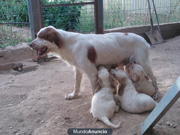 CACHORROS DE SETTER INGLES