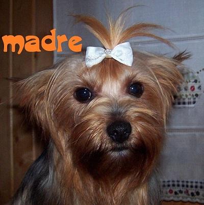 CAMADA YORKSHIRE TERRIER