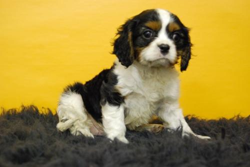 Cavalier King Charles cachorros de calidad