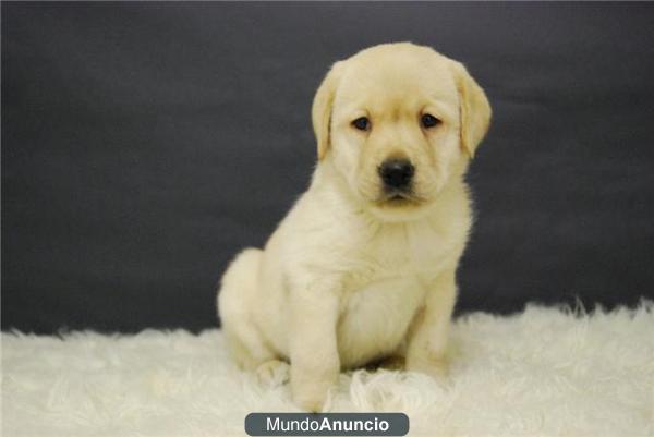 labrador preciosos cachorros con 2 meses