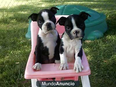 Regalo,Maravillosa cachorros boston terrier par