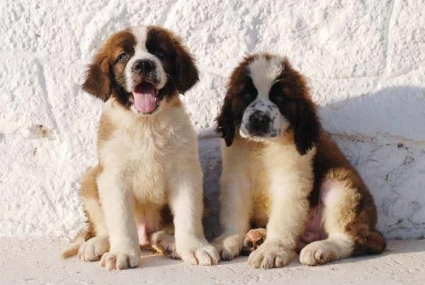 San bernardo, adorables y cariñosos cachorros