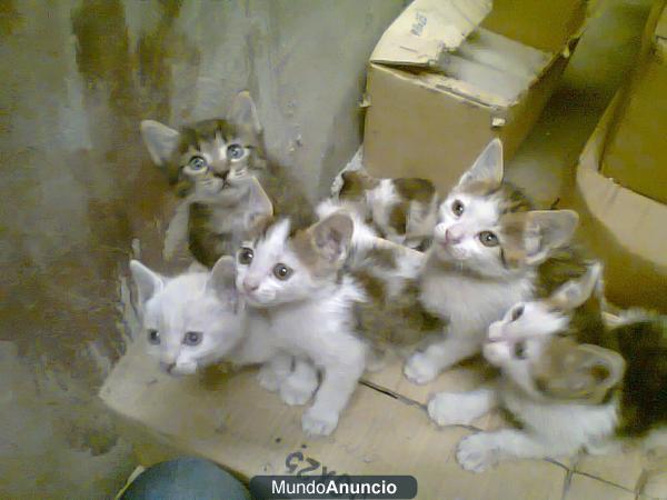 se regalan gatitos