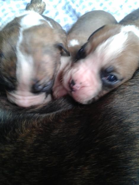 Se venden cachorros de boxer