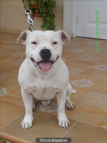 Staffordshire Bull Terrier Blanco