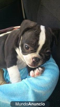 Vendo bulldog frances (color negro atigrado) 2 meses y poco