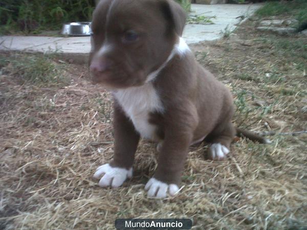 vendo cachorros pitbull de 1 mes