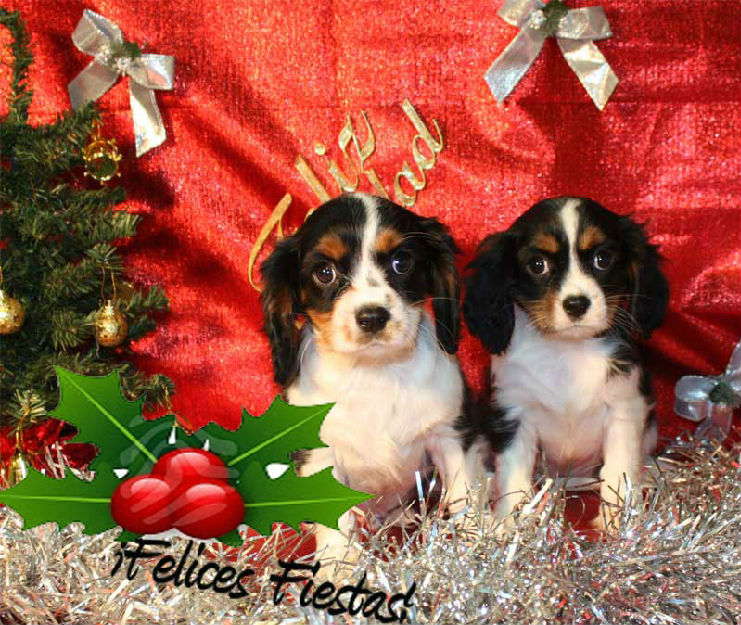 Cachorros de Cavalier ¡ Sonrie con ellos en navidad !