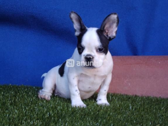 CACHORROS DE BULLDOG FRANCES