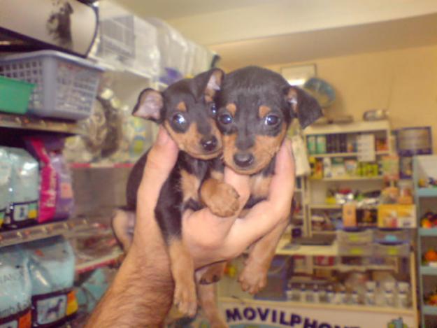 CACHORROS DE PINCHER MINIATURA, PRECIOSOS 530 EUROS