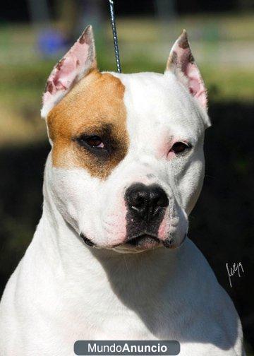 cachorros especiales american staffordshire