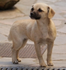 cachorros tamaño pequeño, 3 meses - mejor precio | unprecio.es