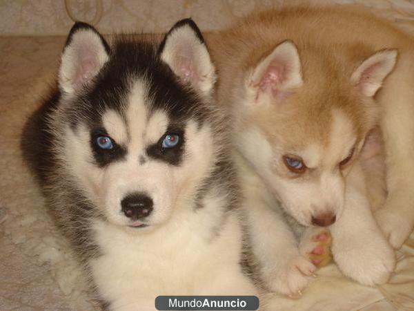 HUSKYS SIBERIANOS SIERRA DE GATA 651687273 LO MEJOR AL MEJOR PRECIO