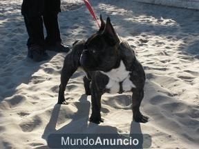 IMPRESIONANTE  MACHO DE BULLDOG FRANCES PARA MONTAS