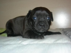 OPORTUNIDAD STAFFORDSHIRE BULL TERRIER - mejor precio | unprecio.es