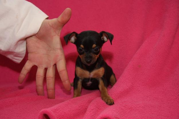 Pinscher Toy Malaga