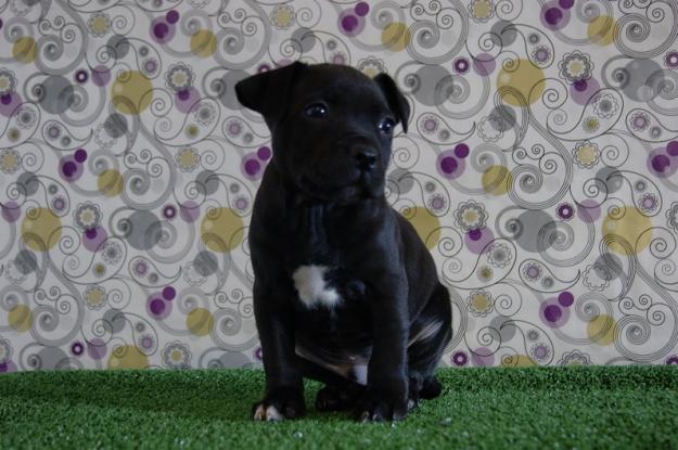 Stafforsdshire Bull Terrier cachorros con dos meses