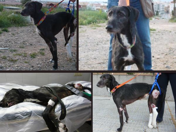 Tristán, este galgo necesita ayuda