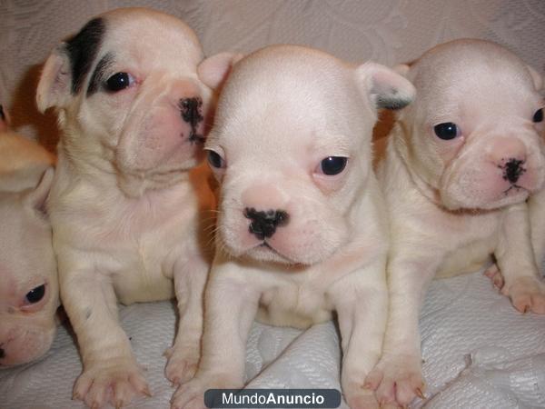 Ultimos cachorros de Bulldog Francés macho