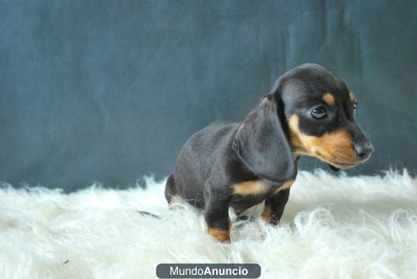 cachorros de Mini teckel¡¡ negros y fuegos y rojos¡¡