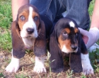 *BASSET HOUND* - mejor precio | unprecio.es