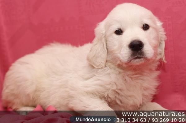 *GOLDER RETRIEVER - CACHORROS -  GARANTÍA AQUANATURA  - TIENDA EN BARCELONA – VENTA - CRIADERO Preciosa camada, se entre