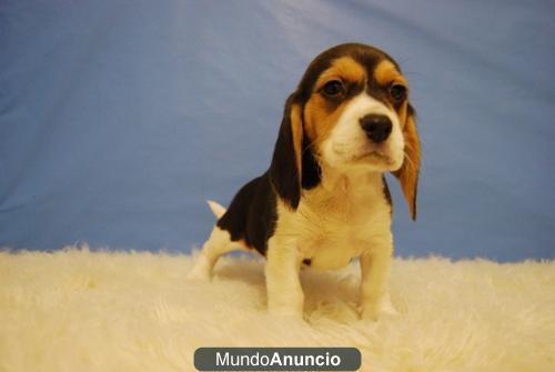 Beagles cachorros para tu hogar con 2 meses