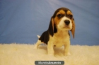 Beagles cachorros para tu hogar con 2 meses - mejor precio | unprecio.es