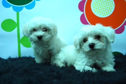 bichon maltes, cachorritos de muy alta calidad