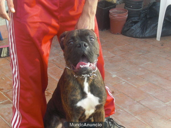 boxer para monta