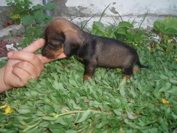 Lindos cachorritos de Teckel Miniatura solo 250 euros cada.