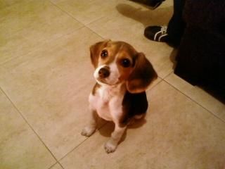 VENDO CACHORRITA BEAGLE