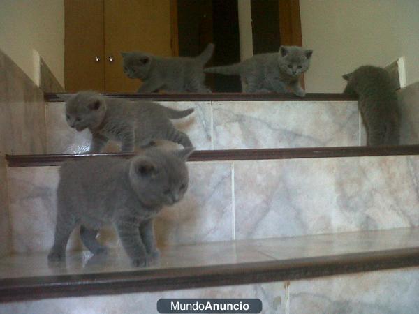 British shorthair azul cachorros