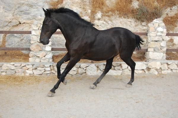 caballo negro para niños y adultos