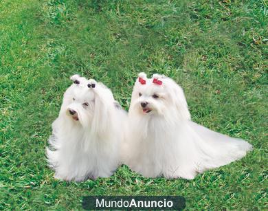 Cachorros de Bichon Maltes de 55 dias.