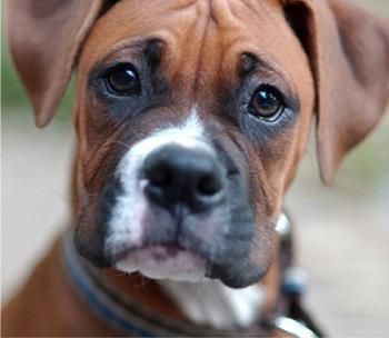 hembra de boxer excelente pedigree