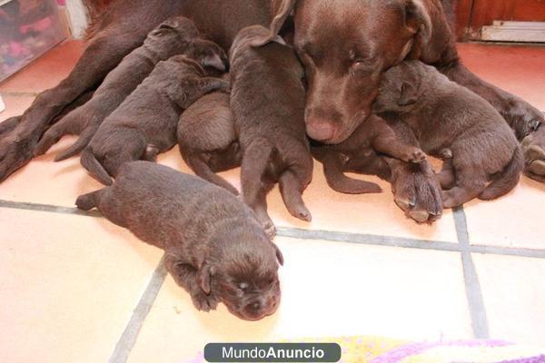 Labradores color chocolate