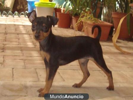 Pinscher Mini N/F hembra