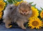 Pomerania cachorros disponibles - mejor precio | unprecio.es