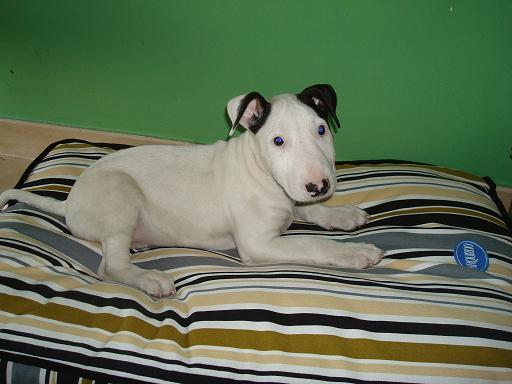 Preciosos cachorros de bullterrier