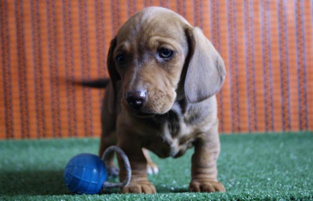 Tecke cachorros de calidad con documentación