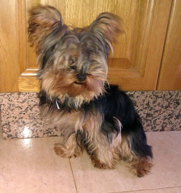 Yorkshire Terrier con pedigree, solo un añito